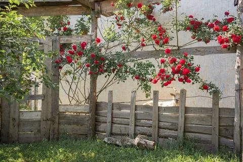 Red roses in the park Stock Photos