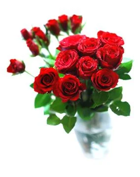 Red roses Stock Photos