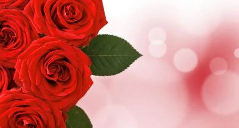 Red roses Stock Photos