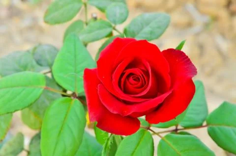 Red roses Fotos de archivo