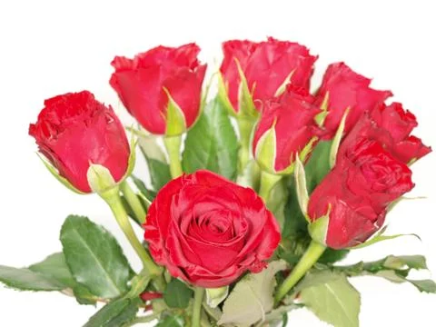 Red roses Stock Photos