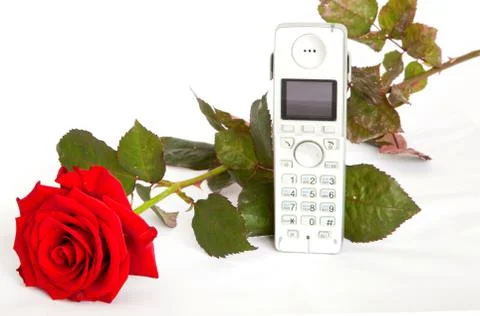 Red roses Foto stock