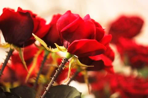 Red roses  Stock Photos