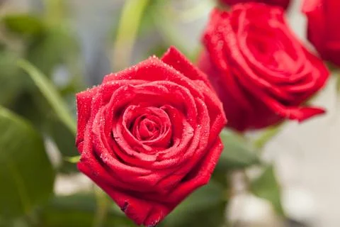 Red roses Stock Photos