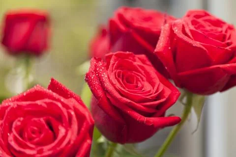 Red roses Stock Photos