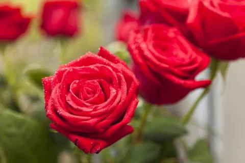 Red roses Stock Photos