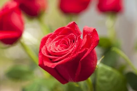 Red roses Stock Photos