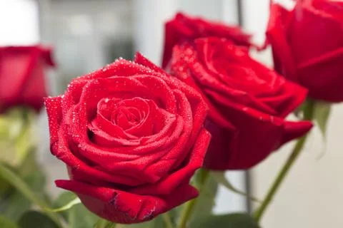 Red roses Stock Photos