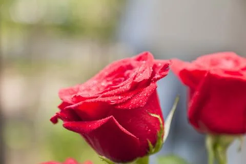 Red roses Stock Photos