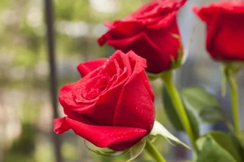 Red roses Stock Photos