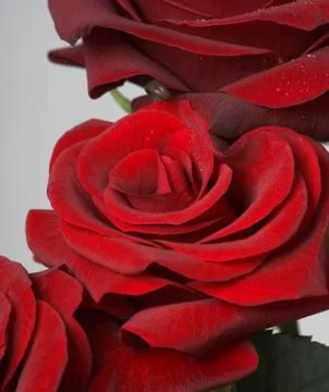 Red roses Foto stock