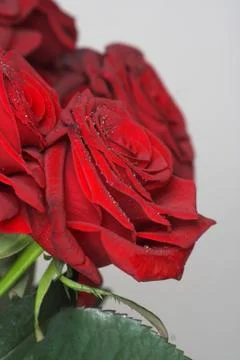 Red roses Stock Photos
