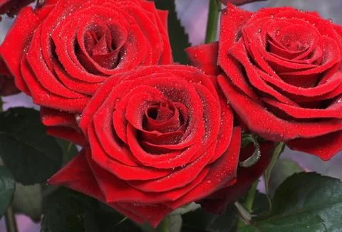 Red roses Stock Photos