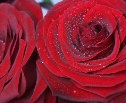 Red roses Stock Photos