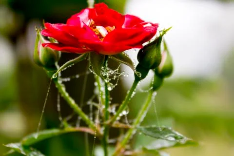 Red roses Stock Photos