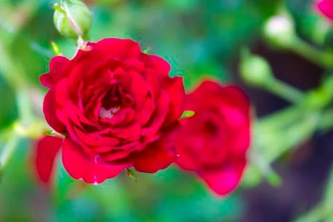 Red roses Foto stock