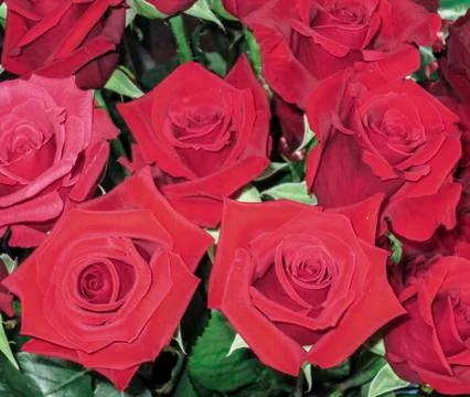 Red roses Stock Photos