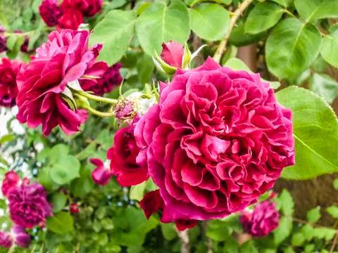 Red roses Foto stock
