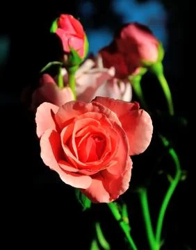 Red roses Stock Photos