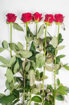 Red roses Фото