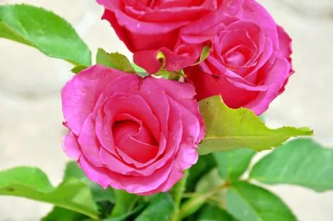 Red roses Stock Photos