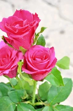 Red roses Stock Photos