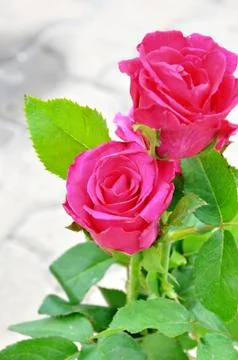 Red roses Stock Photos