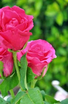 Red roses Stock Photos