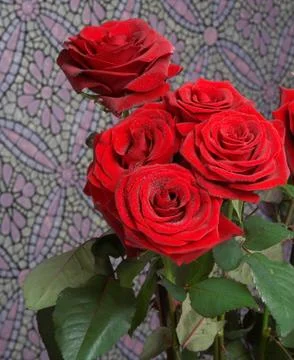 Red roses Stock Photos