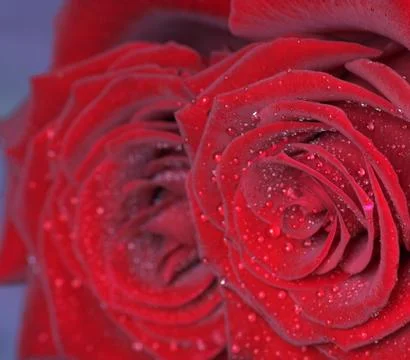 Red roses Stock Photos