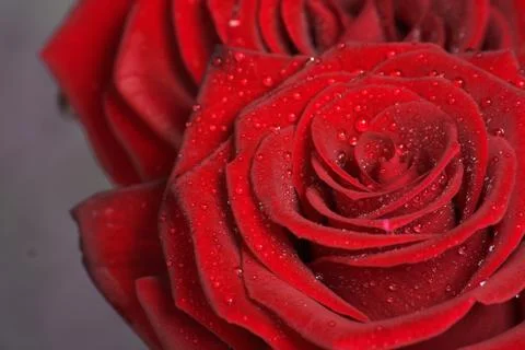 Red roses Stock Photos