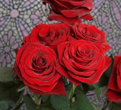 Red roses Stock Photos