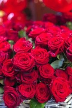 Red roses Foto stock