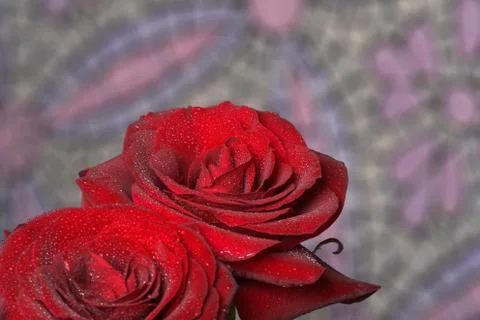 Red roses Foto stock