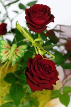 Red roses Stock Photos