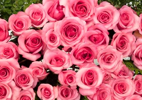 Red roses Stock Photos