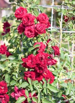 Red roses Foto stock