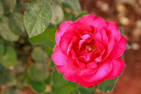 Red roses Stock Photos