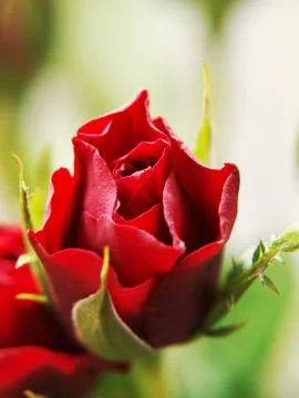 Red roses Stock-Fotos