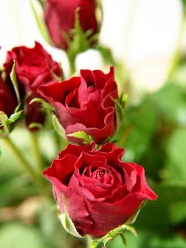 Red roses Stock Photos