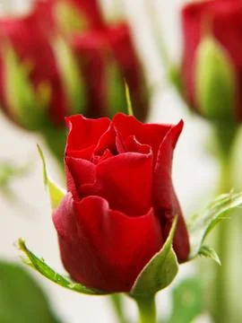 Red roses Stock Photos