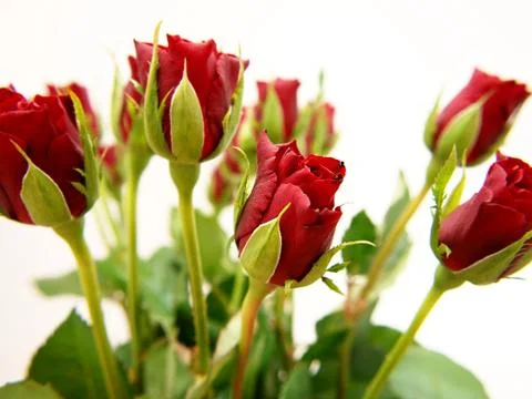 Red roses Stock Photos