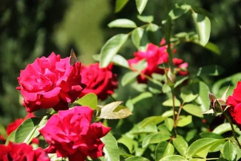 Red roses Stock Photos