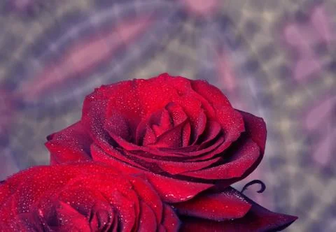 Red roses Stock Photos