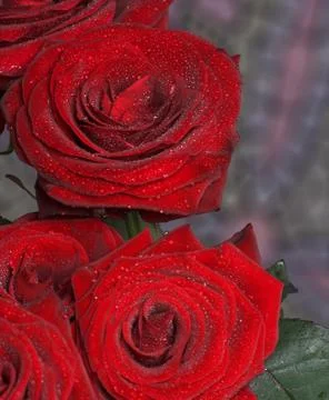 Red roses Stock Photos