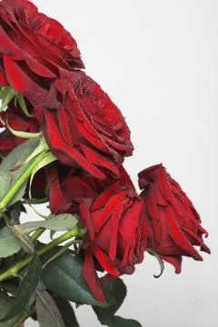 Red roses Stock Photos