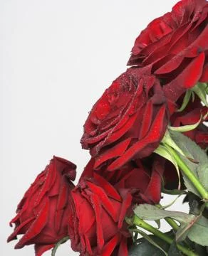 Red roses Stock Photos