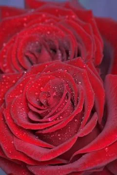 Red roses Foto stock