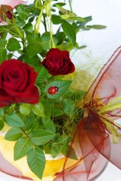Red roses Stock Photos
