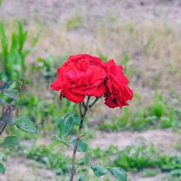 Red roses Foto stock